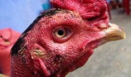 国产老鸡露脸视频,揭秘神秘幕后故事