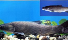 青鱼视频国产在线,国产在线影视盛宴，尽享视听盛宴