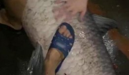 青鱼视频国产3,探索青春光影下的情感世界