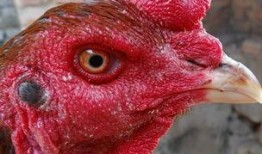 国产老鸡露脸视频,揭秘神秘幕后故事